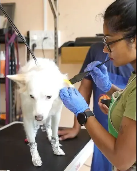 Here’s a peek at the creative coloring process. I use professional tools and techniques, like sectioning and careful application with a brush, to ensure the pet-safe dye goes exactly where it should. Safety and precision are my top priorities for every artistic grooming session.