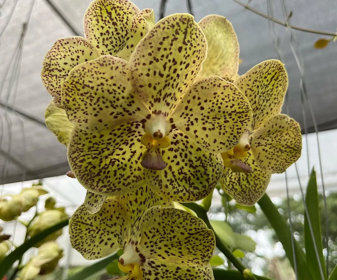 We specialize in sourcing stunning and healthy orchids. This beautiful spotted Vanda orchid is a perfect example of the unique, high-quality flowering plants you can find at our nursery.