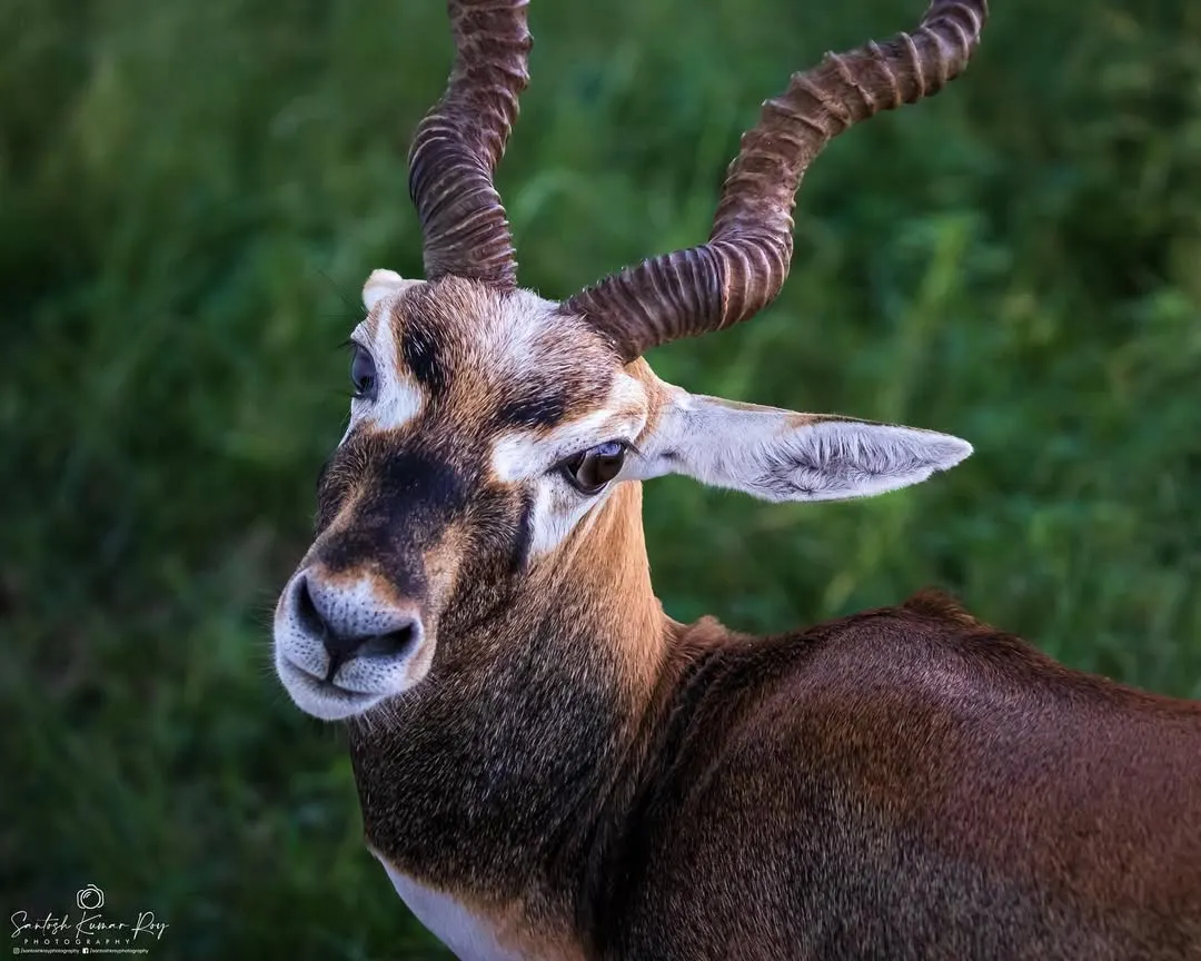 I captured this intimate portrait of a Blackbuck in Rajasthan, its intelligent gaze connecting directly with the viewer. The detailed shot highlights the magnificent spiral horns and the alert, gentle nature of this graceful antelope.