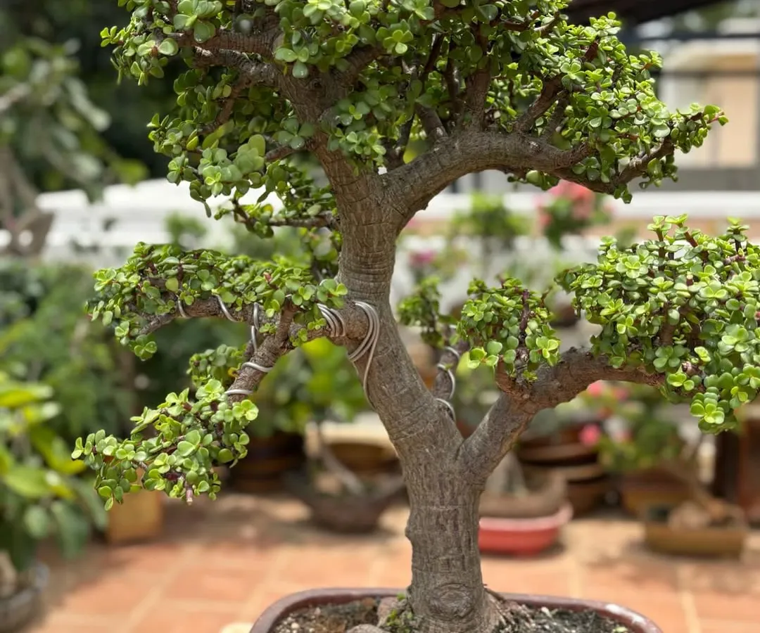 The Jade Bonsai, often called the Lucky Plant, is a symbol of prosperity and balance. I have shaped this particular tree over many years to develop its thick, gnarled trunk and lush canopy of glossy leaves, making it a perfect low-maintenance bonsai for beginners.