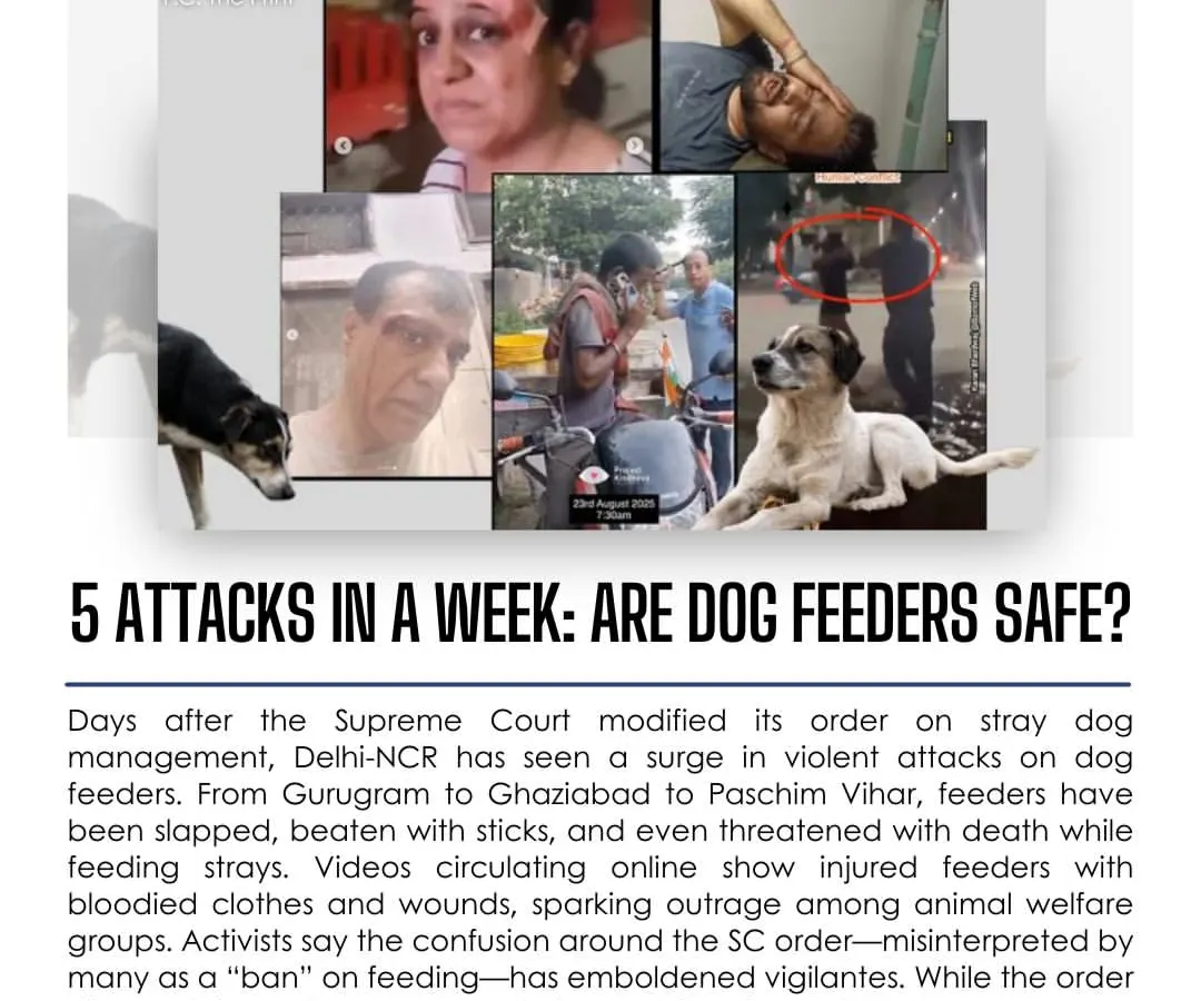 In just one week, five dog feeders were attacked in Delhi-NCR, even though the law is on their side. I believe knowledge is power, so I provide clear, factual information on your legal rights, like Article 51A(g) and Rule 20, to empower you to feed strays safely and stand up against illegal harassment.