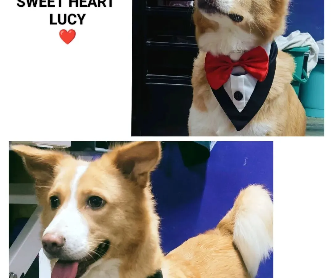 Here is Lucy, a handsome Indie dog, looking absolutely dapper in his tuxedo bandana after a full grooming session. We believe every rescued dog deserves to be pampered and shown just how special they are, and Lucy is a perfect example of a happy, confident dog ready for adoption.