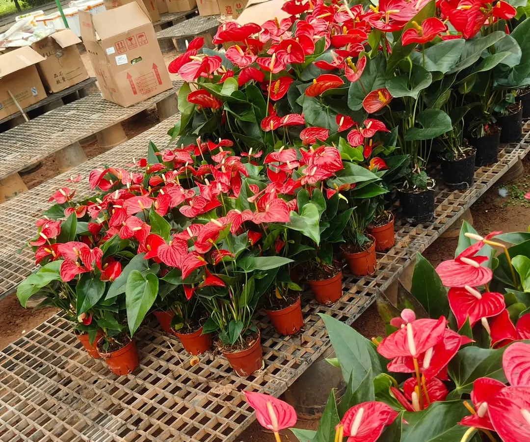 Look at the vibrant color of these Anthurium plants. They are one of my favorites for adding a splash of bright red to any room. These are healthy, blooming, and perfect for gifting or keeping as a cheerful indoor flowering plant.