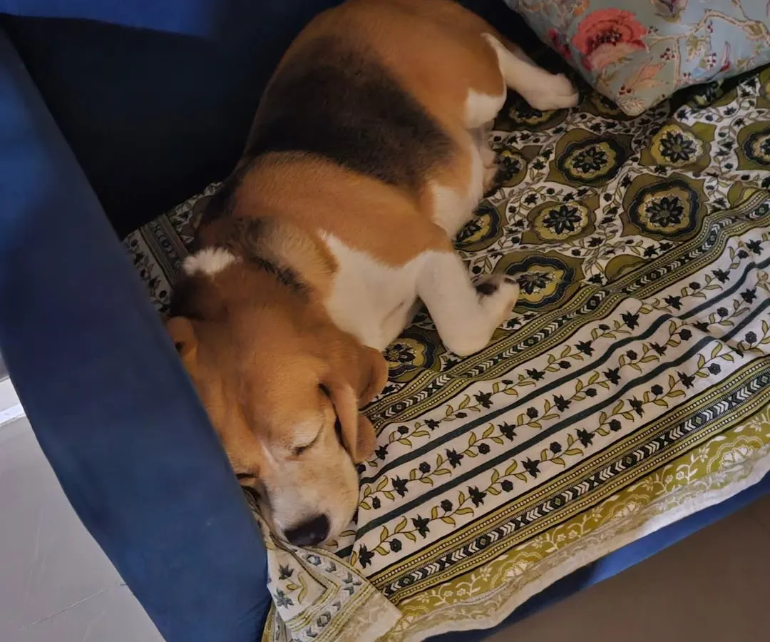 This is what true relaxation looks like. At my home, your dog’s comfort is the top priority, which means they are welcome on the furniture, just like they would be with you. This beagle is enjoying a peaceful nap on the couch.