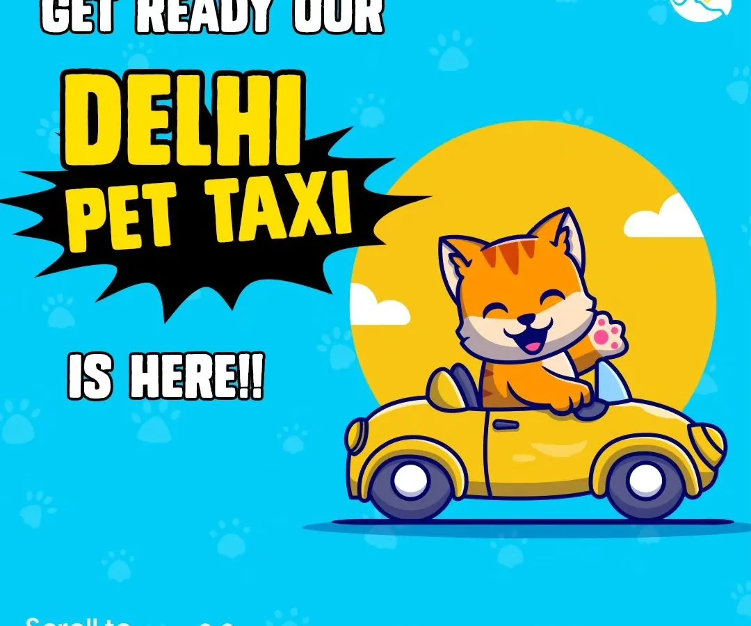 Announcing our dedicated pet taxi service for Delhi and NCR. This convenient transport is available for both your cats and dogs, ensuring they can get to their destination safely, whether it's for a vet visit or a fun day out.
