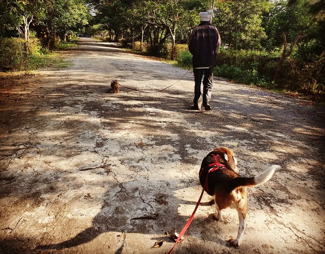 Our morning walks, or "sniffaris," are essential for a dog's wellbeing. I use long leashes to give them the freedom to explore the world through their nose, which calms their mind and sets a positive tone for the entire day.