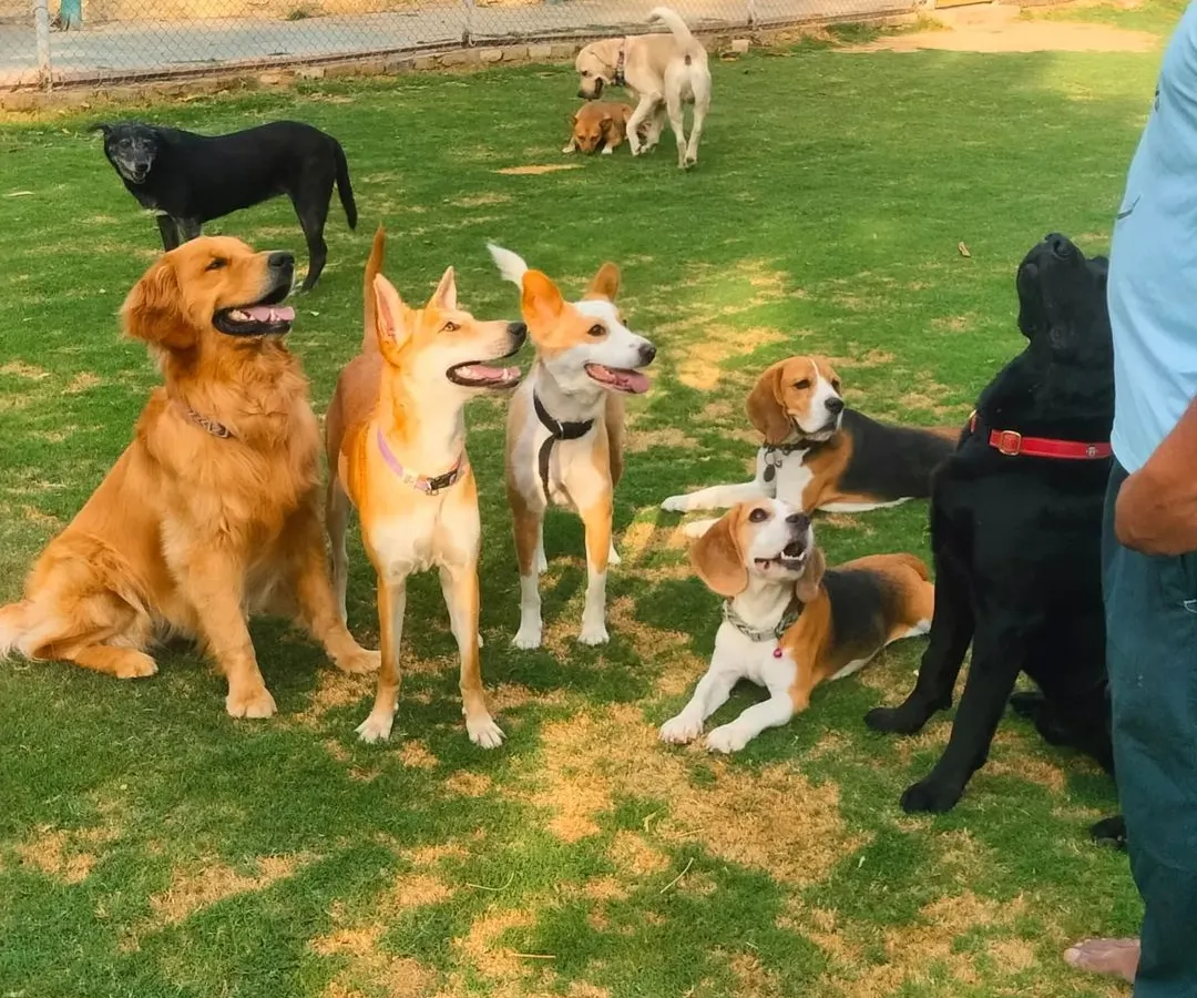 Just look at this happy crew. We love seeing dogs of all breeds and sizes, from playful Golden Retrievers to curious Indies and Beagles, becoming one big family during their stay.