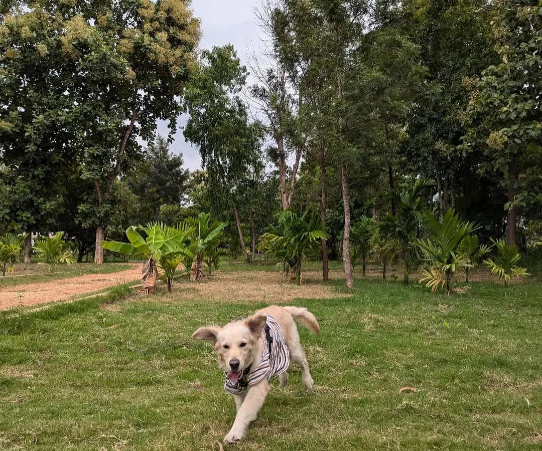 This is Buddy, a retriever we rescued, experiencing pure freedom. After coming to us malnourished and sick, seeing him run like this reminds us why we never give up. He is now healthy and looking for his forever family.