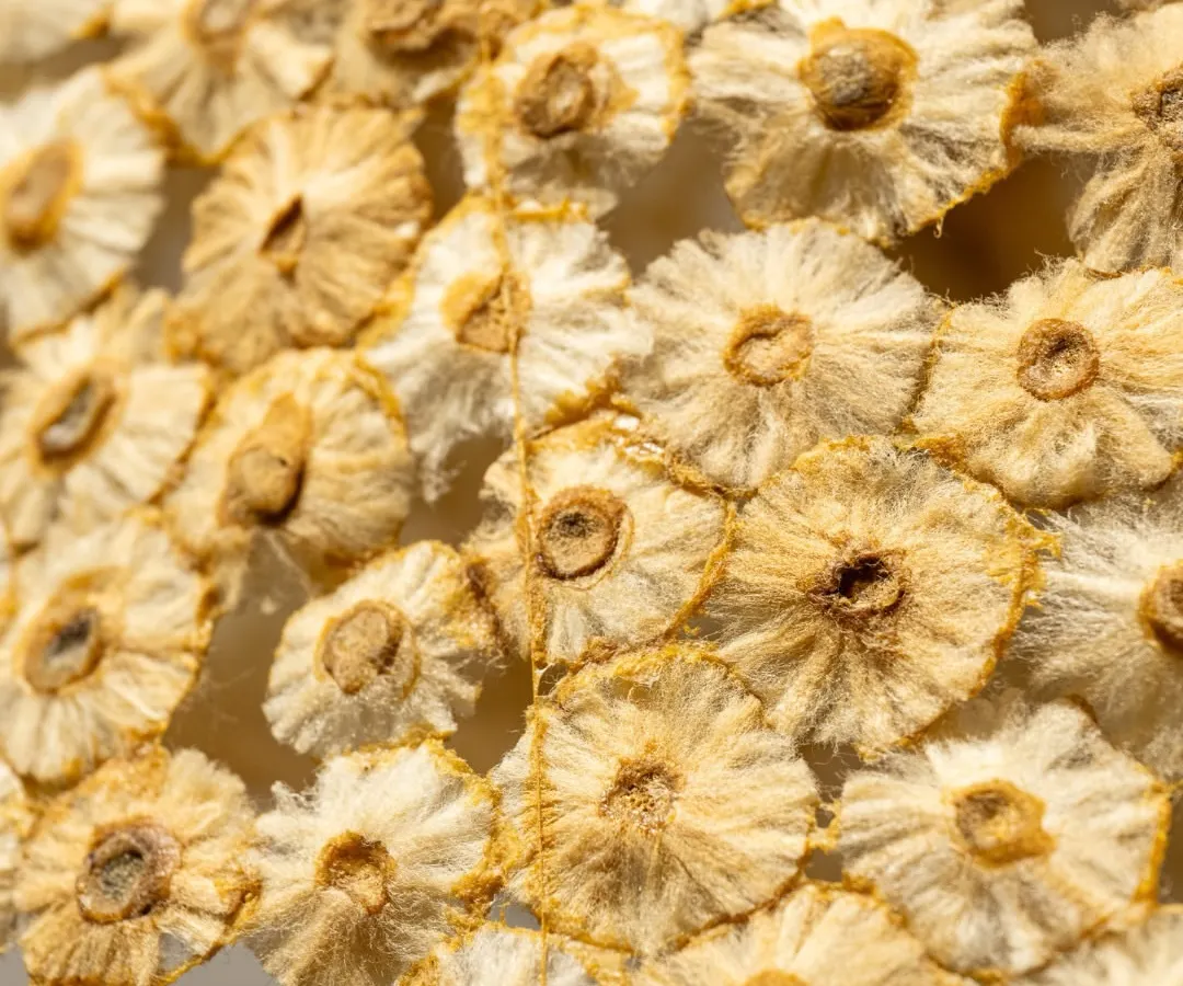A closer look reveals the unexpected truth of the material. Each of these floral-like textures is a single, discarded cigarette butt, cleaned and stitched by hand. This transformation from waste to wonder is at the heart of my practice.