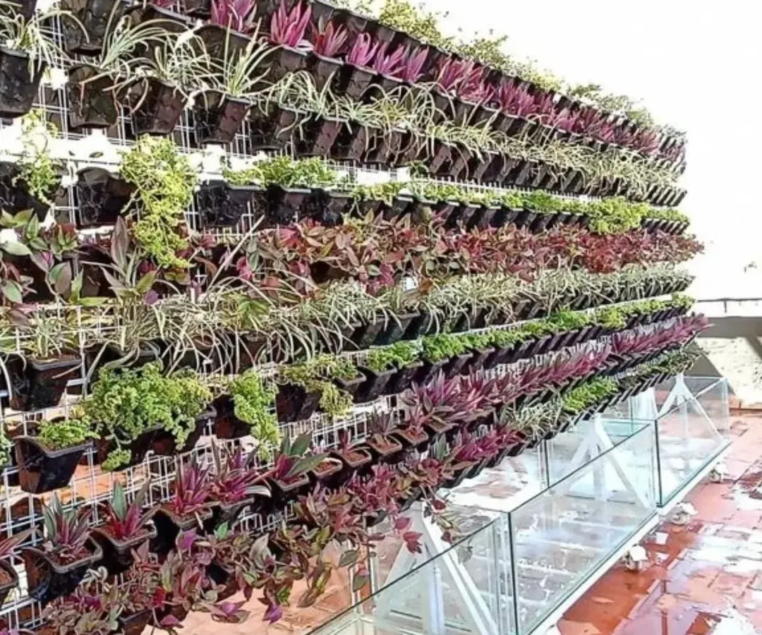 I designed and installed this expansive living vertical garden on a building's terrace. The wall features multiple tiers of diverse plants with varying colors and textures, creating a dynamic, living piece of art that also helps cool the surrounding area.