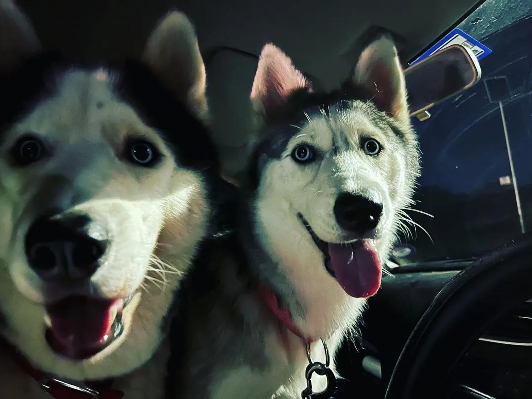 Road trip! Nothing beats a car ride with these two happy Huskies, Brooke and his girlfriend, ready for their next adventure.