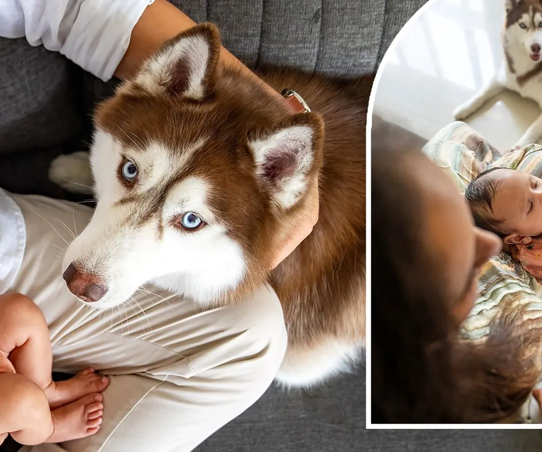 Welcoming a new baby is a monumental moment, and your first fur-baby is a huge part of that story. I focus on capturing those first gentle interactions, like Aspen the Husky's curious gaze at his new human sibling. These newborn and pet sessions are quiet, patient, and full of heart.