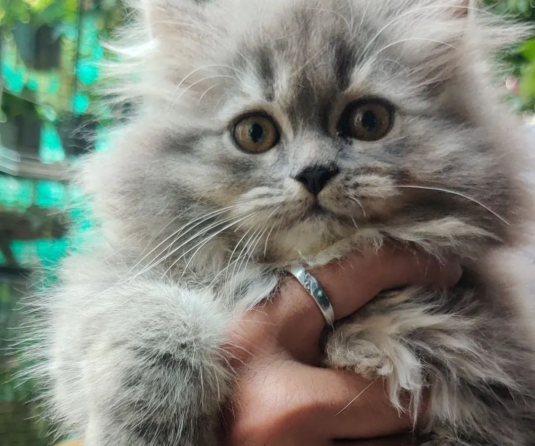 This is what we mean by hand-raised. This little grey Persian kitten is getting a cuddle and is completely comfortable with people. We make sure all our furballs are socialized and ready for a lifetime of love with their new hoomans.