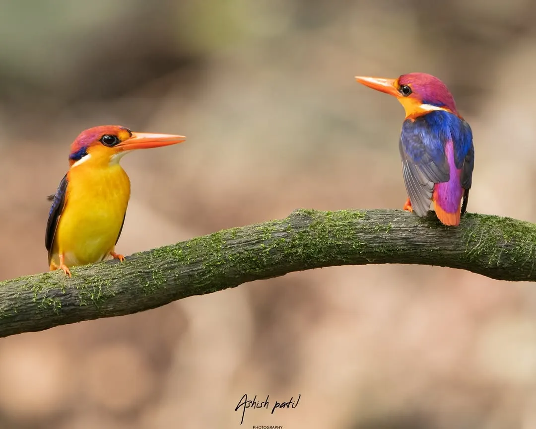 A rare sight of two Oriental Dwarf Kingfishers perched together. These colourful birds, often called the 'jewels of the forest', are a prime subject on my nature trails in the Panvel and Tamhini forests. This shot captures a quiet moment of interaction between the pair.