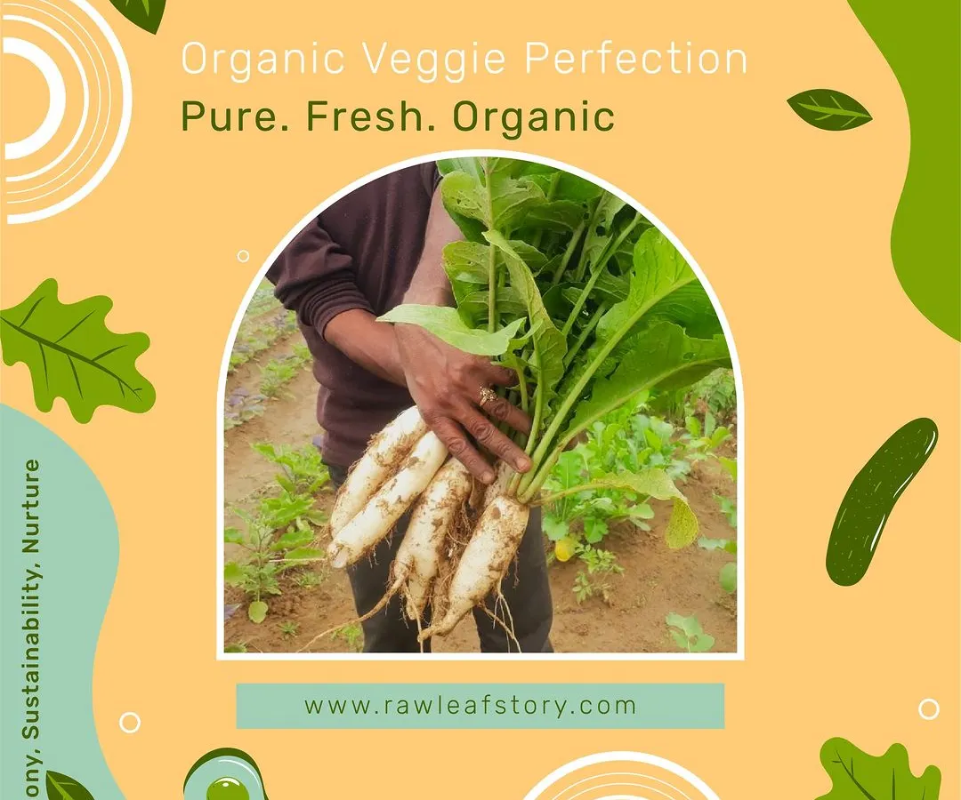 Here is a look at our freshly harvested organic radishes, pulled directly from the soil at our Sohna farm. This is the level of freshness we guarantee, ensuring that the produce you receive is vibrant, crisp, and full of natural flavor.