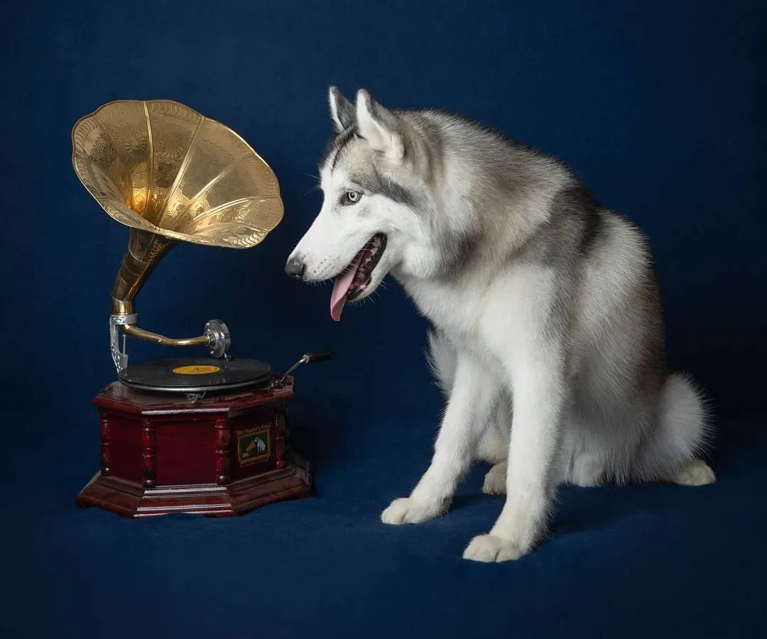 This shot captures a moment of curious wonder. This beautiful Siberian Husky seems captivated by the sounds from a vintage gramophone, set against a rich blue backdrop to make his coat and expression stand out.