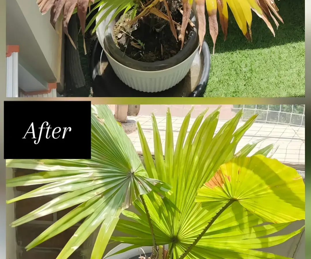 It’s amazing what the right care can do. This fan palm was suffering from dry, yellowing leaves and looked completely lifeless. After trimming the dead fronds and providing proper nutrition and watering, it transformed into this lush, vibrant green plant. This is the kind of revival I love to see.