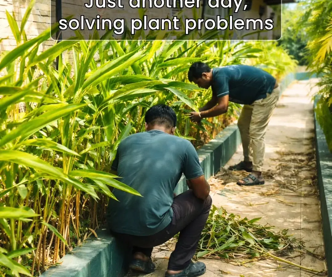 Our trained malis are problem solvers. We do more than just water; we diagnose, prune, and provide the specific care each plant needs to flourish.