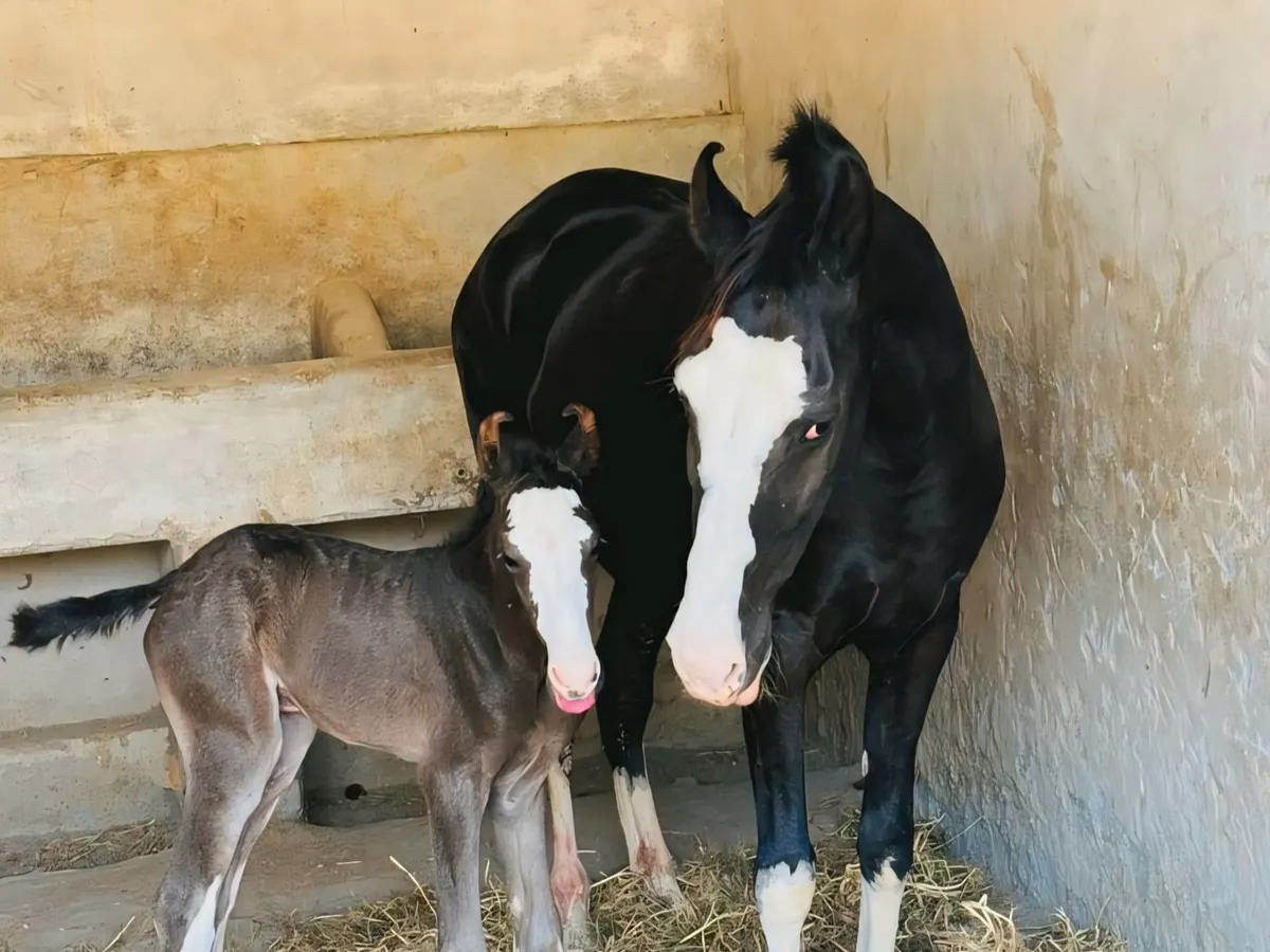 A proud moment in our stables. Here is one of our Marwari mares with her newborn foal, safe and comfortable in a stall with fresh, clean bedding. I provide dedicated foaling services and ensure both mare and baby get the best care.