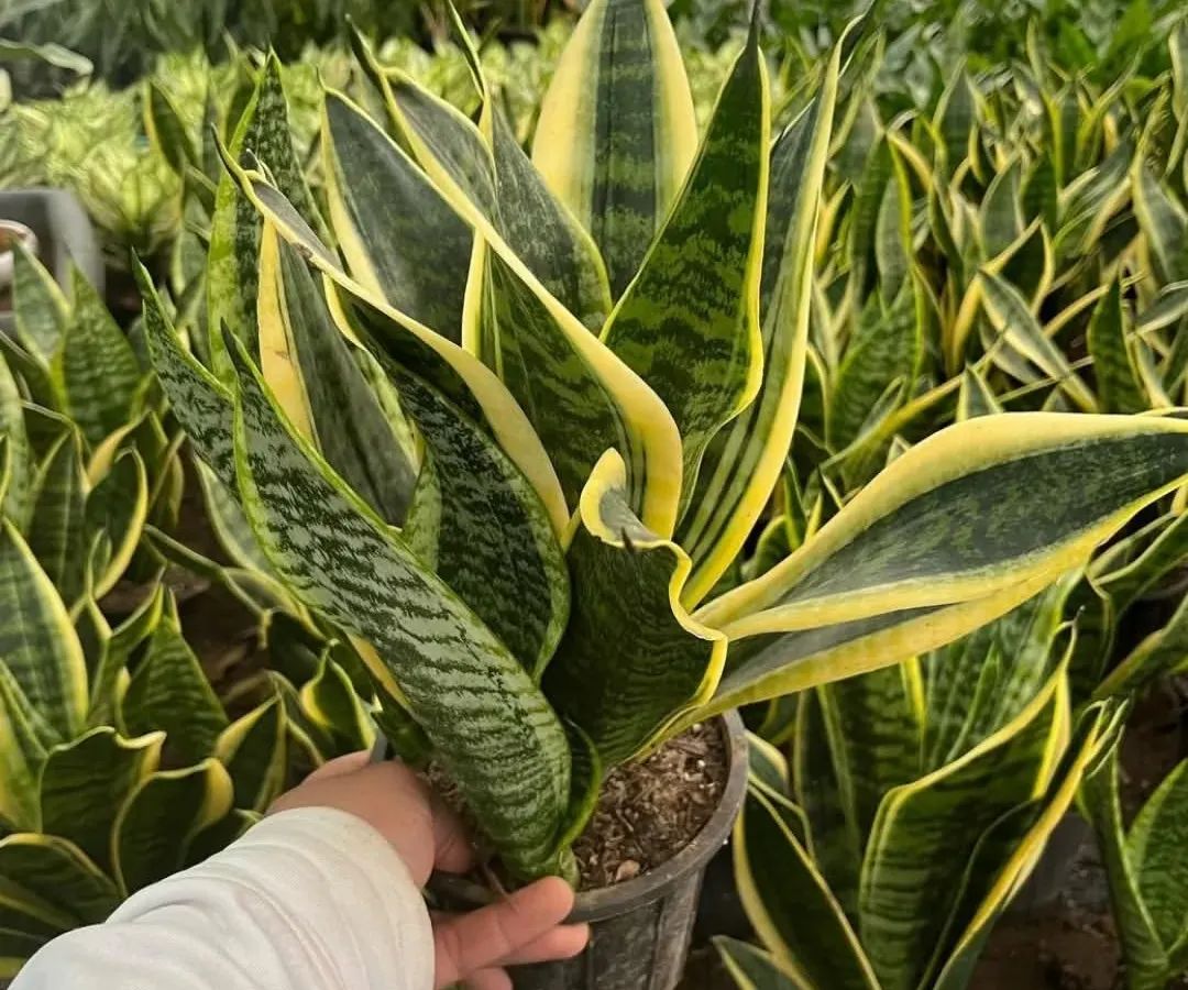 I personally check every plant to ensure it's healthy and in top shape. Here is a beautiful, full Sansevieria, or Snake Plant, ready for its new home. They are very easy to care for and great for purifying the air.
