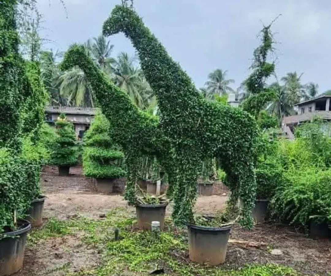 I craft detailed animal topiaries like these two large giraffes, which bring a playful and unique element to any outdoor space. Each sculpture is carefully shaped and grown at my nursery before being delivered.