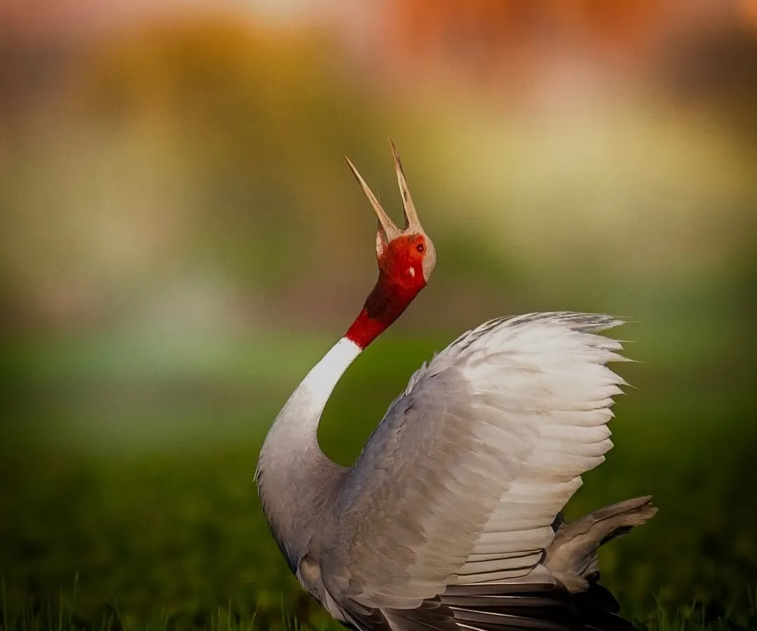 A Sarus Crane lets out a powerful call in the morning light of the Dhanauri wetlands. For me, this image is a patriotic salute, a "Vande Mataram" to the wild spirit of India. Capturing this display of natural passion is what my birding tours are all about.