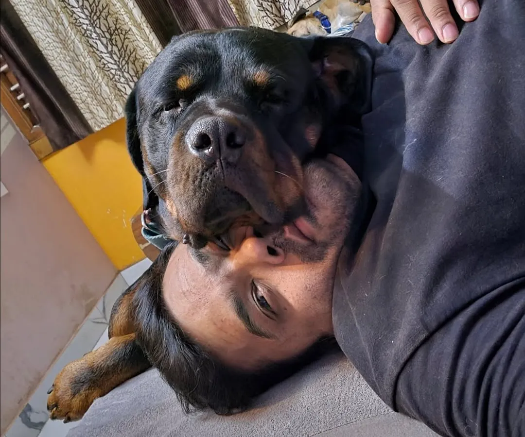 People say Rottweilers are aggressive, but look at this. This is pure love and trust. With the right handling and a strong bond, any dog can be a gentle giant. There are no bad breeds, only misunderstood ones.