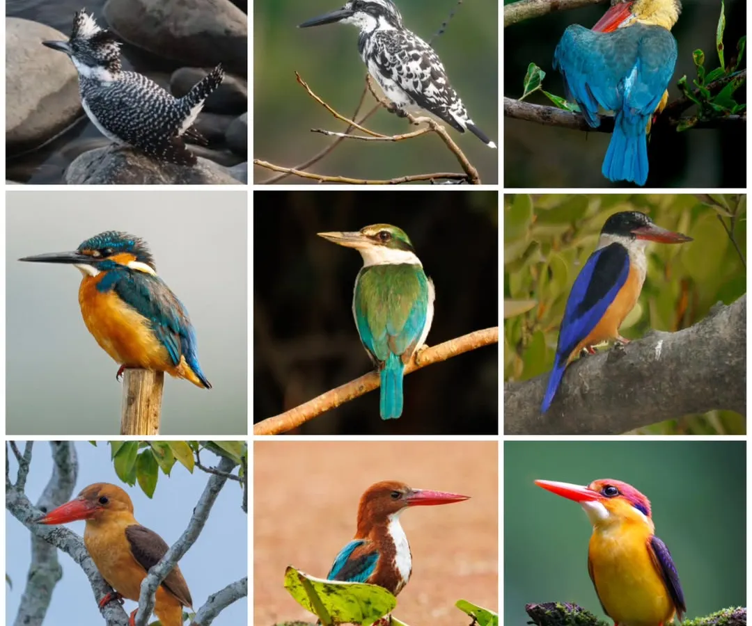 This collage is the culmination of a personal quest to document all nine kingfisher species found in India. From the large Crested Kingfisher to the tiny Oriental Dwarf Kingfisher, each bird is a jewel of our subcontinent's rich biodiversity.
