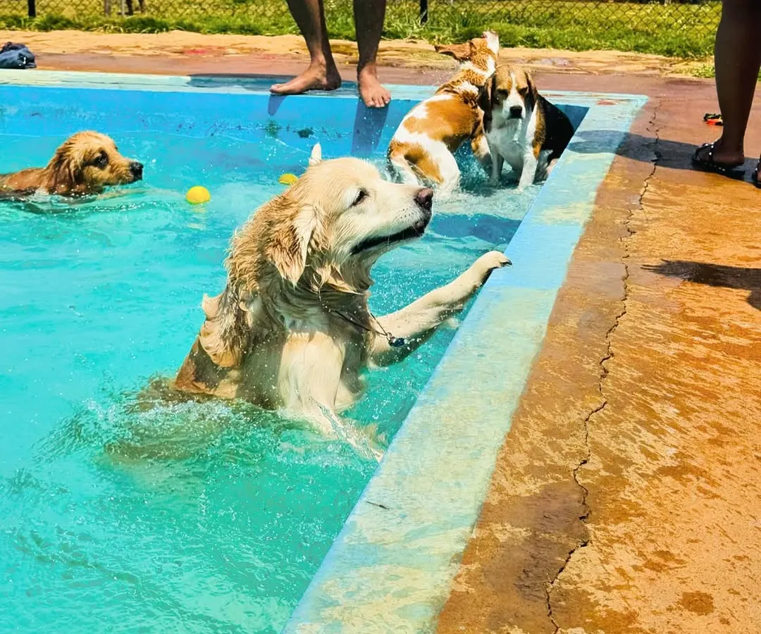 Nothing beats a cool dip on a warm day. Our dog swimming pool is a favorite spot for our guests to have a splashing good time, socialize, and get some healthy exercise.
