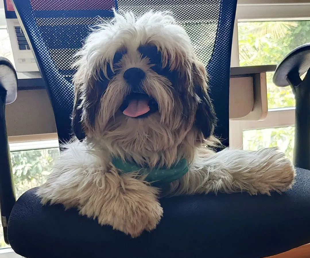 This is what my 'work from home' assistants look like! At my home boarding, your pup isn't just a guest; they're part of the family, free to find the comfiest spots, even if it's my office chair. It's all about that *ghar jaisa feel*.