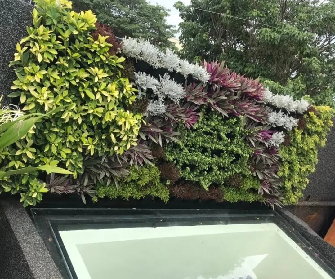 A vertical garden installed on a rooftop. This living wall uses a mix of foliage with different colors and textures, like variegated Schefflera and purple Tradescantia, to create a piece of living art that also provides a natural privacy screen.