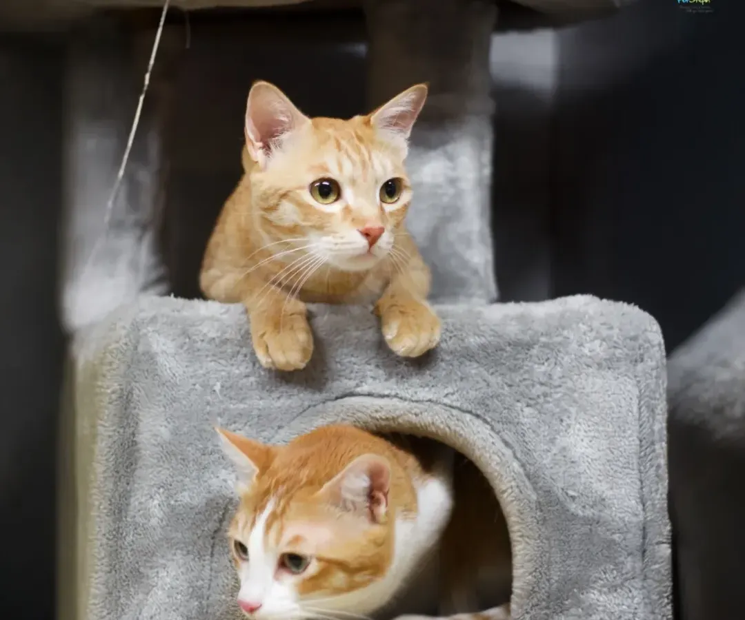 Our Kitty Kabins are a cat's dream. Here, two of our feline guests are enjoying their multi-level cat tree, feeling safe, curious, and completely at home.