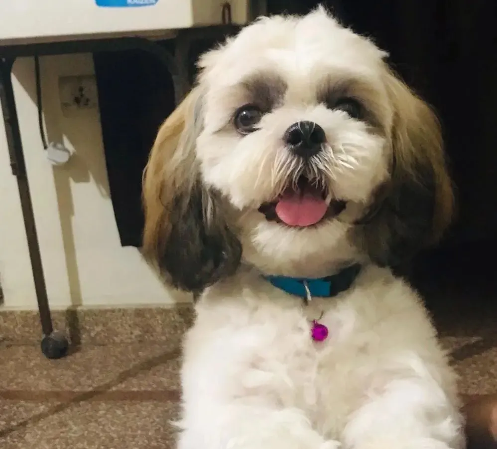 A happy Shih Tzu after a full grooming session. I cleaned his coat, trimmed his hair for a neat look, and you can see how fresh and cheerful he is.
