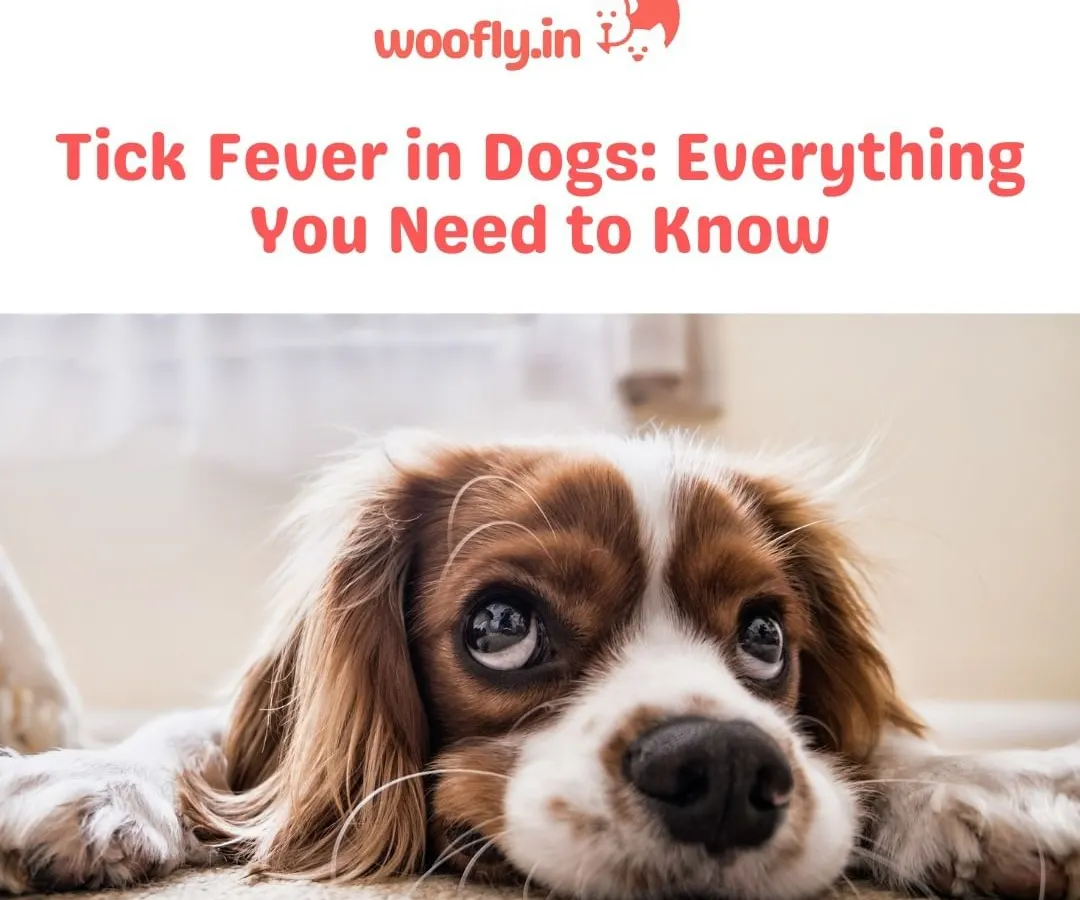 Tick fever is a serious concern for dogs, but early detection and prevention are key. I can help you recognize the symptoms and create a plan to protect your furry friend from ticks and related diseases.