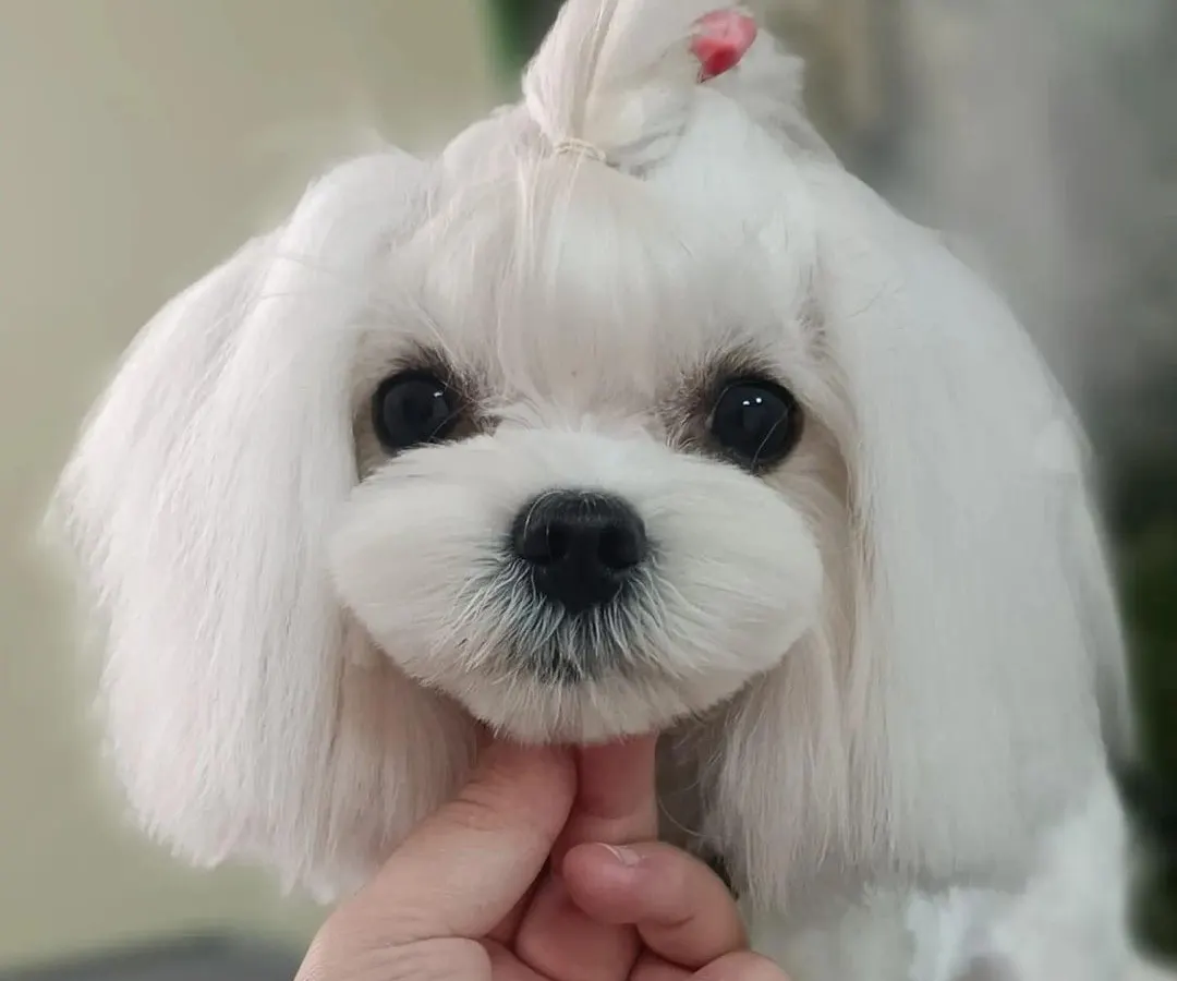 A close up look at the detailed finish we provide. This Maltese is showing off a perfectly rounded teddy bear cut, clean eyes, and a neat top knot. We take pride in these finishing touches that highlight your pet's best features.