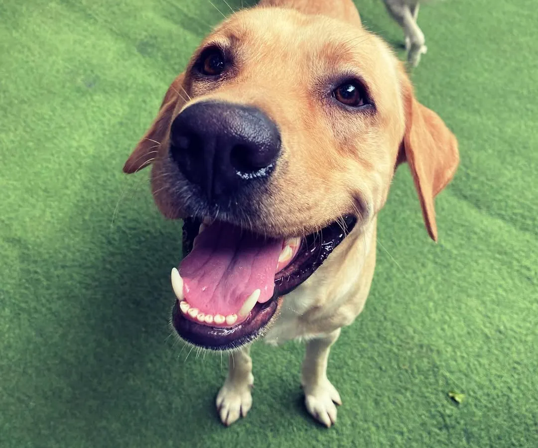 Just look at that smile! This is the kind of pure joy I aim to create for every dog that comes through my doors. Seeing these happy faces is what makes it all worthwhile.