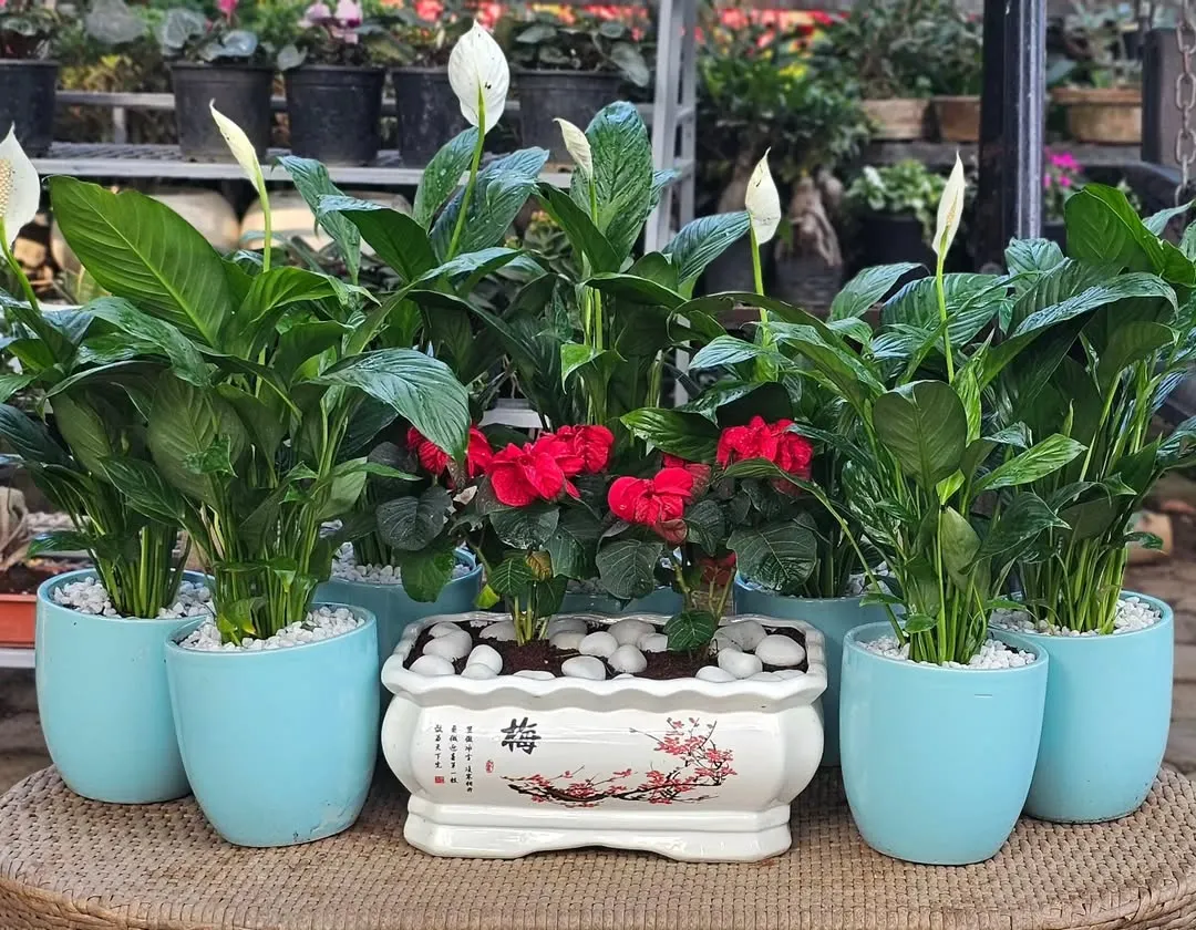 Here is an example of a beautiful arrangement for a gift or your own home. I've combined flowering peace lilies in bright blue glazed ceramic pots with red balsams in a classic, hand-painted rectangular planter.