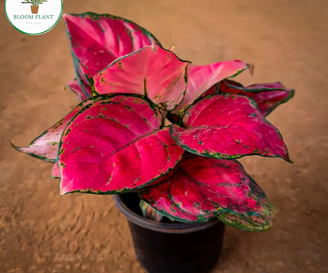 This vibrant pink Aglaonema is one of my absolute favorites. It's a stunning indoor plant that adds a pop of color and purifies the air, making it perfect for both homes and offices.