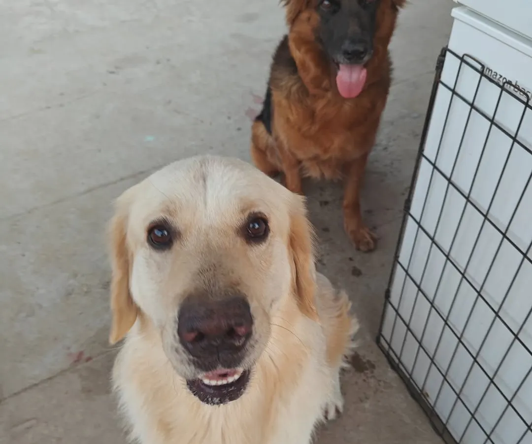 Meet some of the happy kiddos from my open hosting board and train program. This Golden Retriever and German Shepherd are proof that a well-managed social environment helps dogs build confidence and learn positive behaviors from each other.
