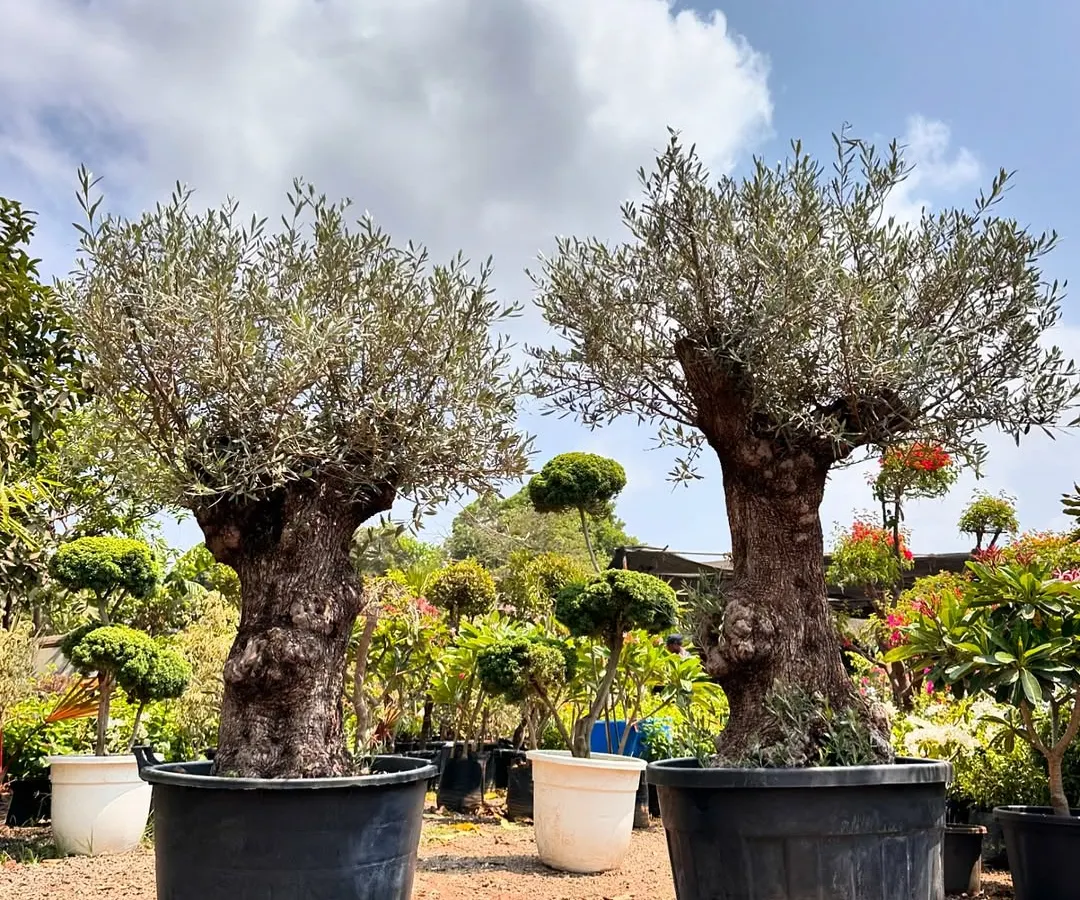 This is a piece of living history. An imported European Olive Tree Bonsai, its gnarled, ancient trunk tells a story of time and resilience, perfect for creating a sophisticated focal point in a garden or on a grand patio.