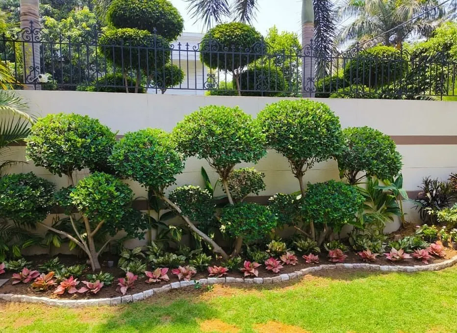 A look at a garden I designed, featuring beautifully sculpted Ficus topiary trees. This kind of arrangement adds a permanent, elegant structure to your lawn or backyard.