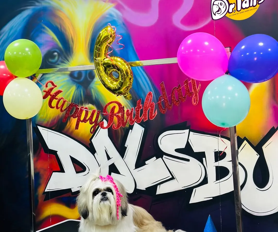 This little superstar, Caesar the Shih Tzu, is celebrating his 6th birthday. I love creating these personalized photo moments on my grooming table stage, right in front of our custom graffiti wall.
