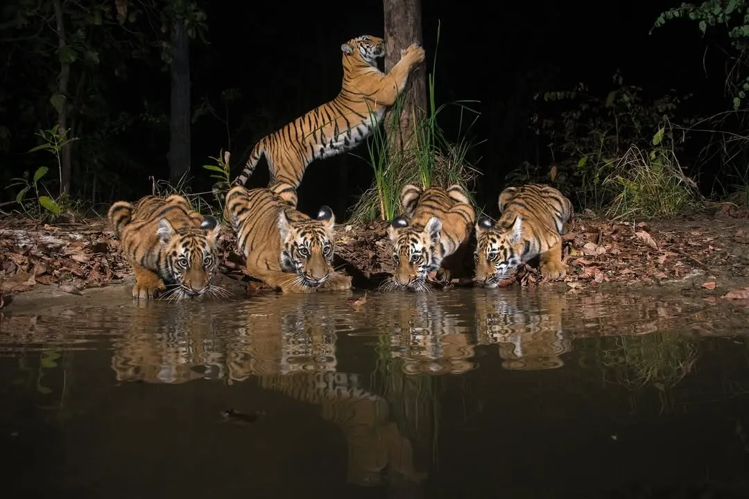 A tigress and her four cubs pause for a drink at a forest waterhole. This image was captured at night using a carefully placed camera trap with multiple flashes, creating a studio-like portrait that reveals an intimate family moment rarely seen in the wild. It showcases the patience and technical precision needed for impactful wildlife photography.