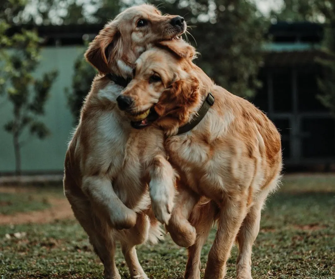 It's not just boarding, it's a social club. I ensure all dogs get to play and make new friends in a safe, supervised environment, which is key for a happy dog vacation.