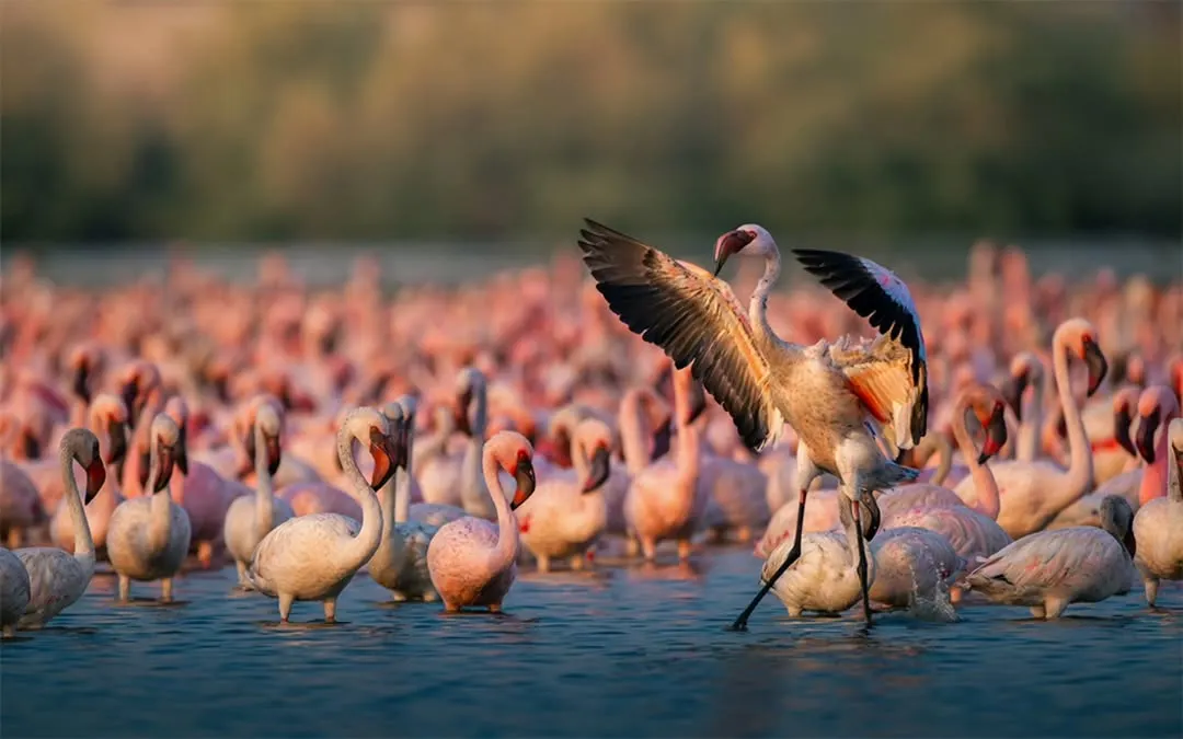 A lesser flamingo rises above the flock, its wings spread wide in a display of dominance and grace. This shot captures the dynamic energy of the thousands of flamingos that visit Navi Mumbai's wetlands.
