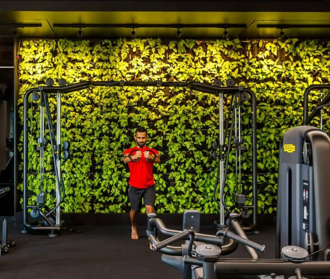 We installed this vibrant living wall in a gym to create a calming and motivating workout environment. The presence of plants, like this golden money plant wall, is known to reduce stress and improve focus, enhancing both mental and physical health.