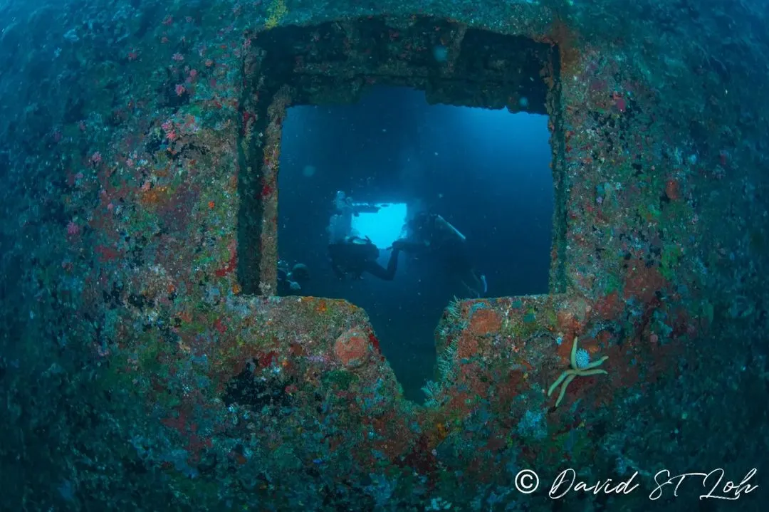 Exploring a sunken shipwreck is like stepping into another world. Here, a diver peers through a window on a wreck in the Maldives, framed by colorful coral growth. Our PADI Wreck Diver specialty course teaches you the skills to safely navigate and appreciate these underwater history museums.