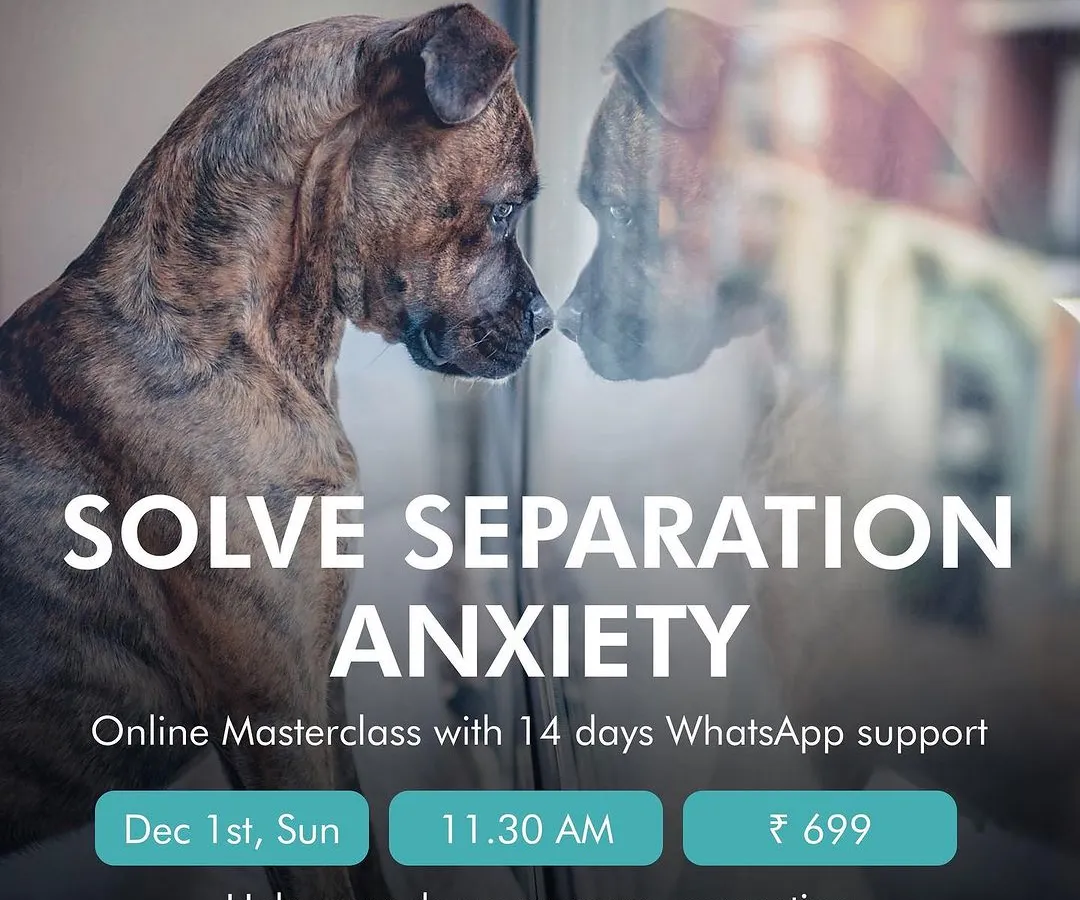 Does your dog panic when you leave? My online masterclass on separation anxiety provides practical steps and 14 days of WhatsApp support to help your dog feel calm and secure when they are alone.