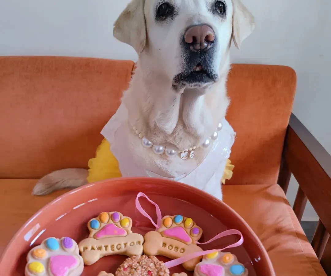 This beautiful baby is showing off her special Rakhi treats. I make these colorful, paw-shaped biscuits and even an edible Rakhi so your dog can be part of the Raksha Bandhan celebration right alongside you.