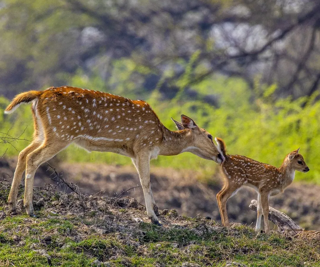 A raw, quiet moment between a Sika deer mother and her fawn. Capturing the connection between animals in their natural habitat is a huge part of my work. It’s not just about the picture, it’s about the story.